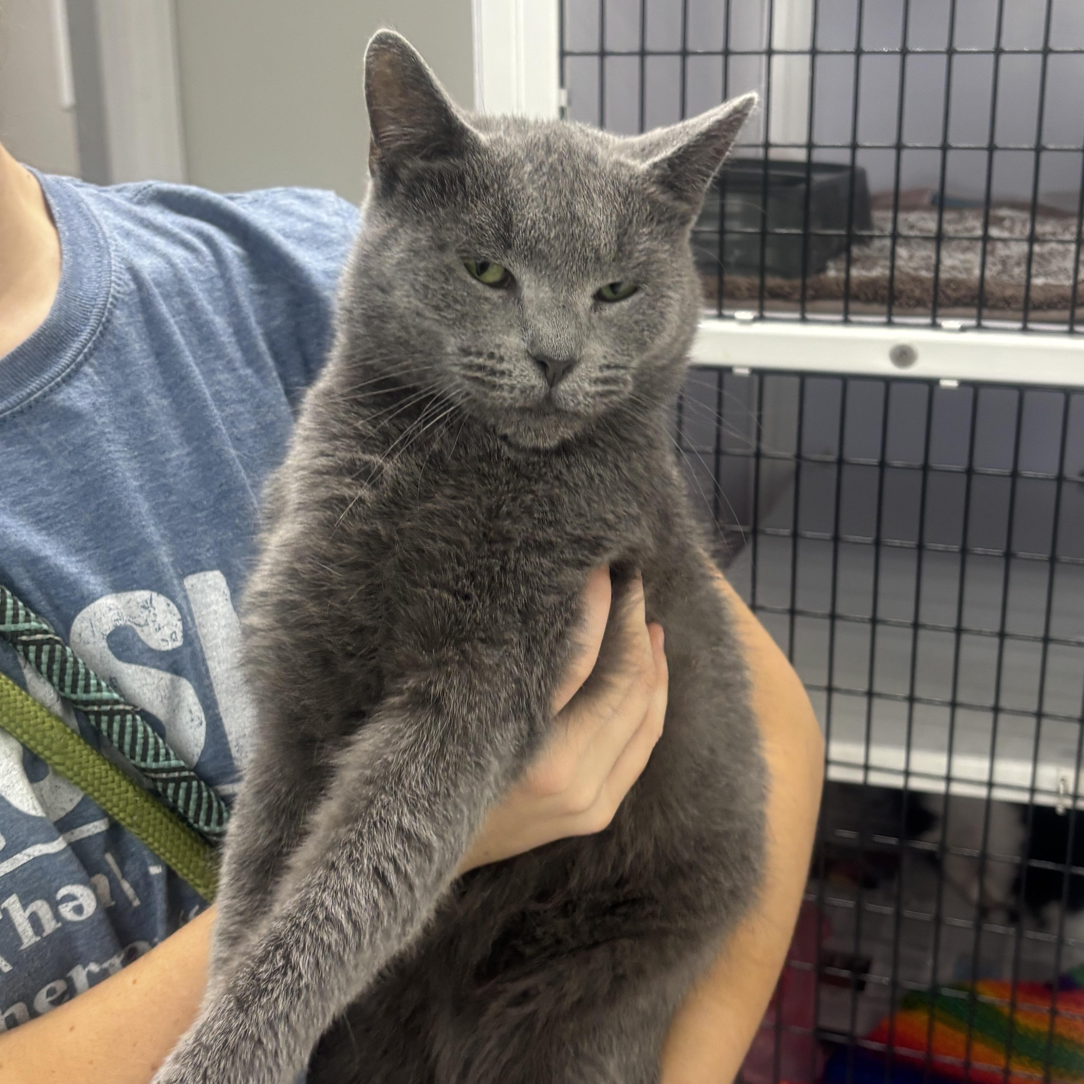 An adult small-sized female Russian Blue cat named Beatrix for adoption in Rogersville, TN