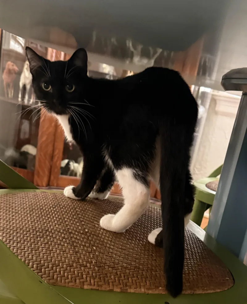 A young medium-sized male Domestic Short Hair cat named Gio for adoption in Jacksonville, FL