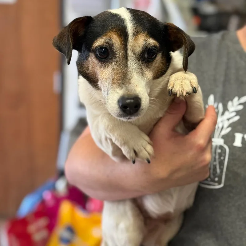 A senior small-sized female Black Jack Russell Terrier dog named Pocket for adoption in Fort Smith, AR