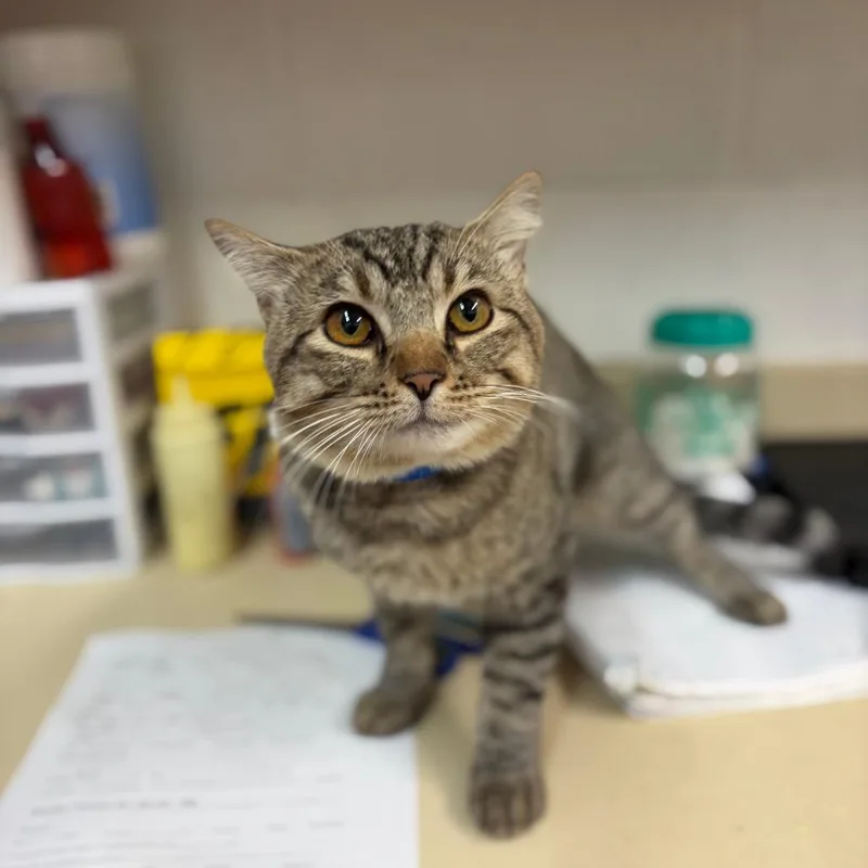 An adult medium-sized male Domestic Short Hair cat named Caesar for adoption in Ardmore, OK