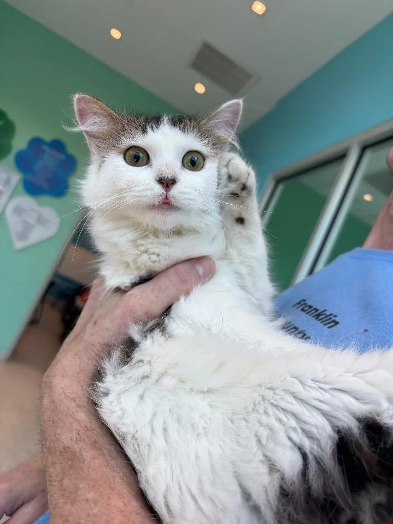 A young medium-sized female Ragdoll cat named Sage for adoption in Frankfort, KY