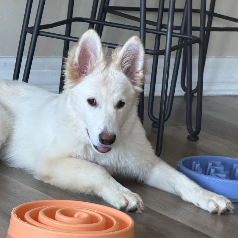 A baby large-sized female White / Cream German Shepherd Dog dog named Sadie for adoption in Phoenix, AZ