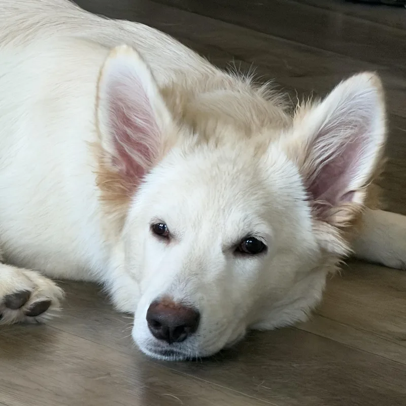 Sadie thumbnail 2