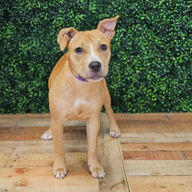 A young medium-sized female Brown / Chocolate Pit Bull Terrier dog named Zaline for adoption in East Saint Louis, IL