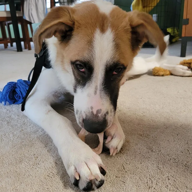 A young large-sized male White / Cream Saint Bernard dog named Simba D for adoption in Minnetonka, MN