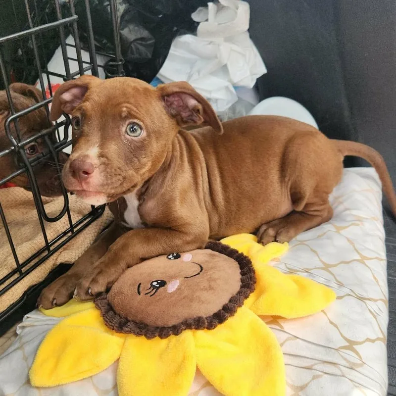 A baby medium-sized male Doberman Pinscher dog named Paul Anka for adoption in Ferndale, MI