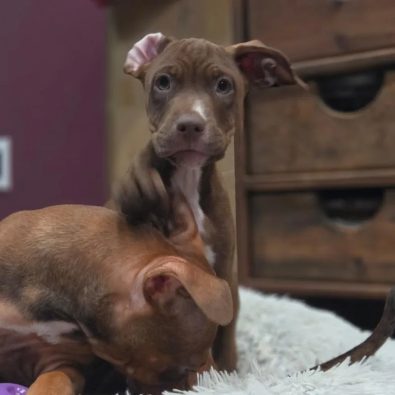 Paul Anka thumbnail 2