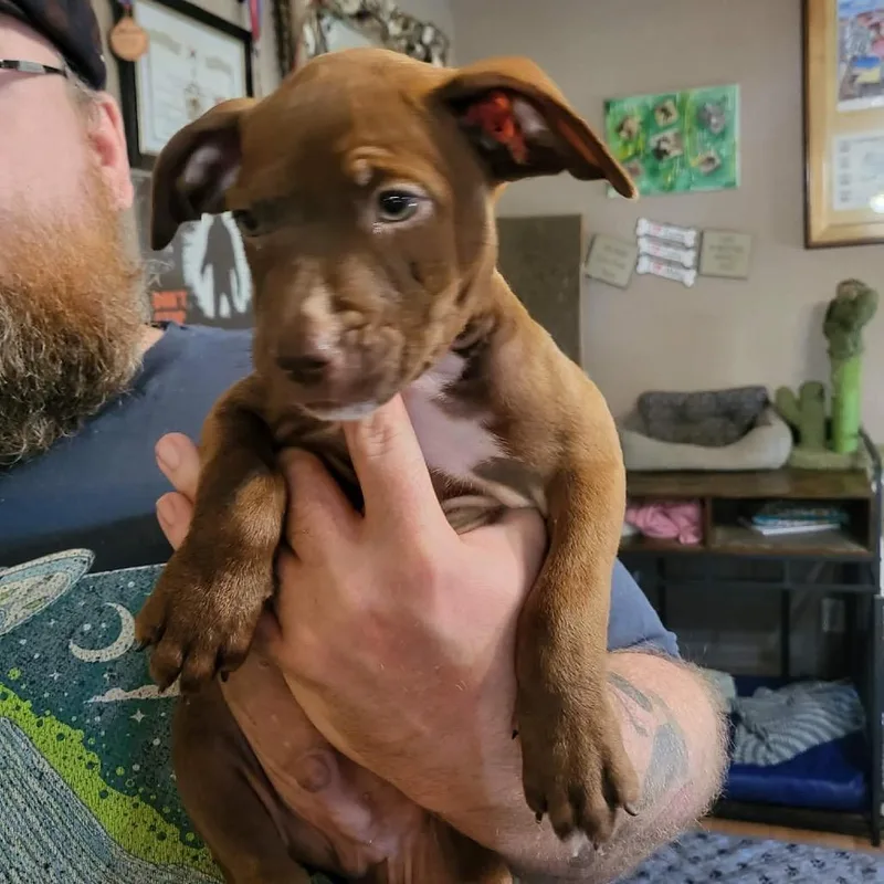 Paul Anka thumbnail 5