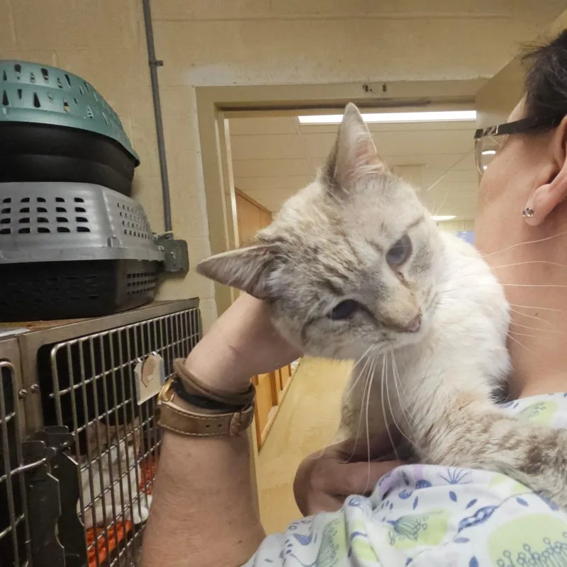 A young medium-sized male Buff / Tan / Fawn Siamese cat named Smores for adoption in Ringtown, PA