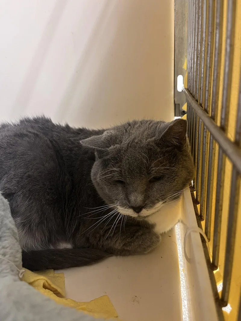 A senior medium-sized female Gray & White Domestic Short Hair cat named Mabel Rm for adoption in Rockaway, NJ