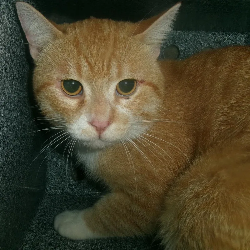 An adult medium-sized male Orange / Red Domestic Short Hair cat named Amaretto for adoption in Plover, WI