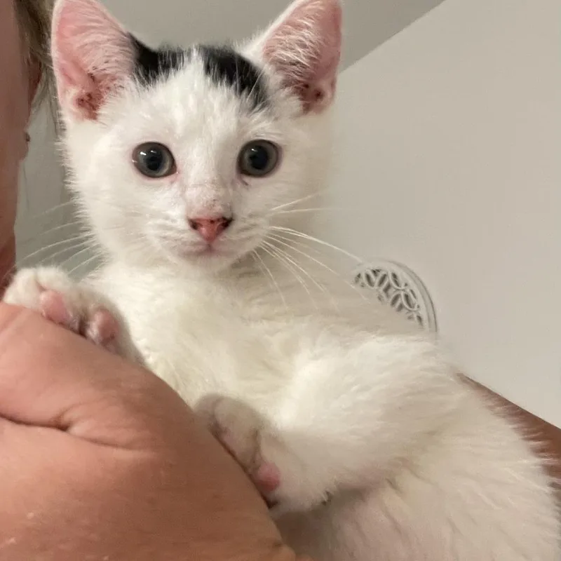 A baby small-sized male Black Domestic Short Hair cat named Valentino for adoption in Sarasota, FL