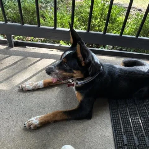 A young medium-sized male Black Australian Cattle Dog / Blue Heeler dog named Radio for adoption in Ferndale, MI
