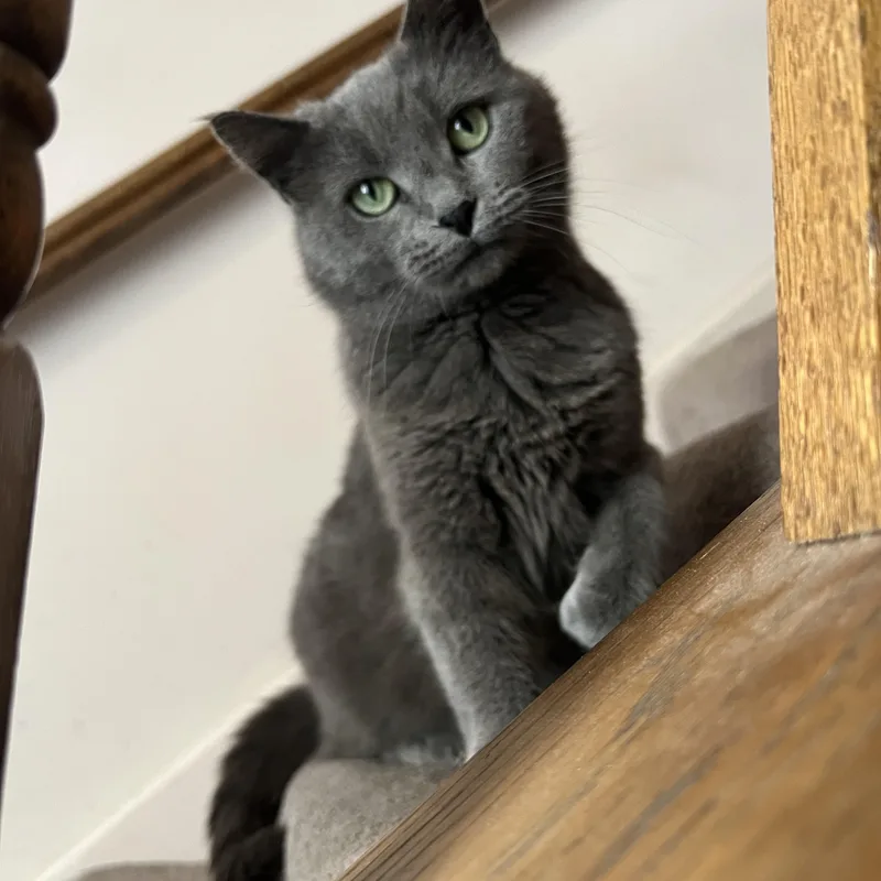 A young medium-sized female Gray / Blue / Silver Domestic Short Hair cat named Mooney for adoption in Beltsville, MD