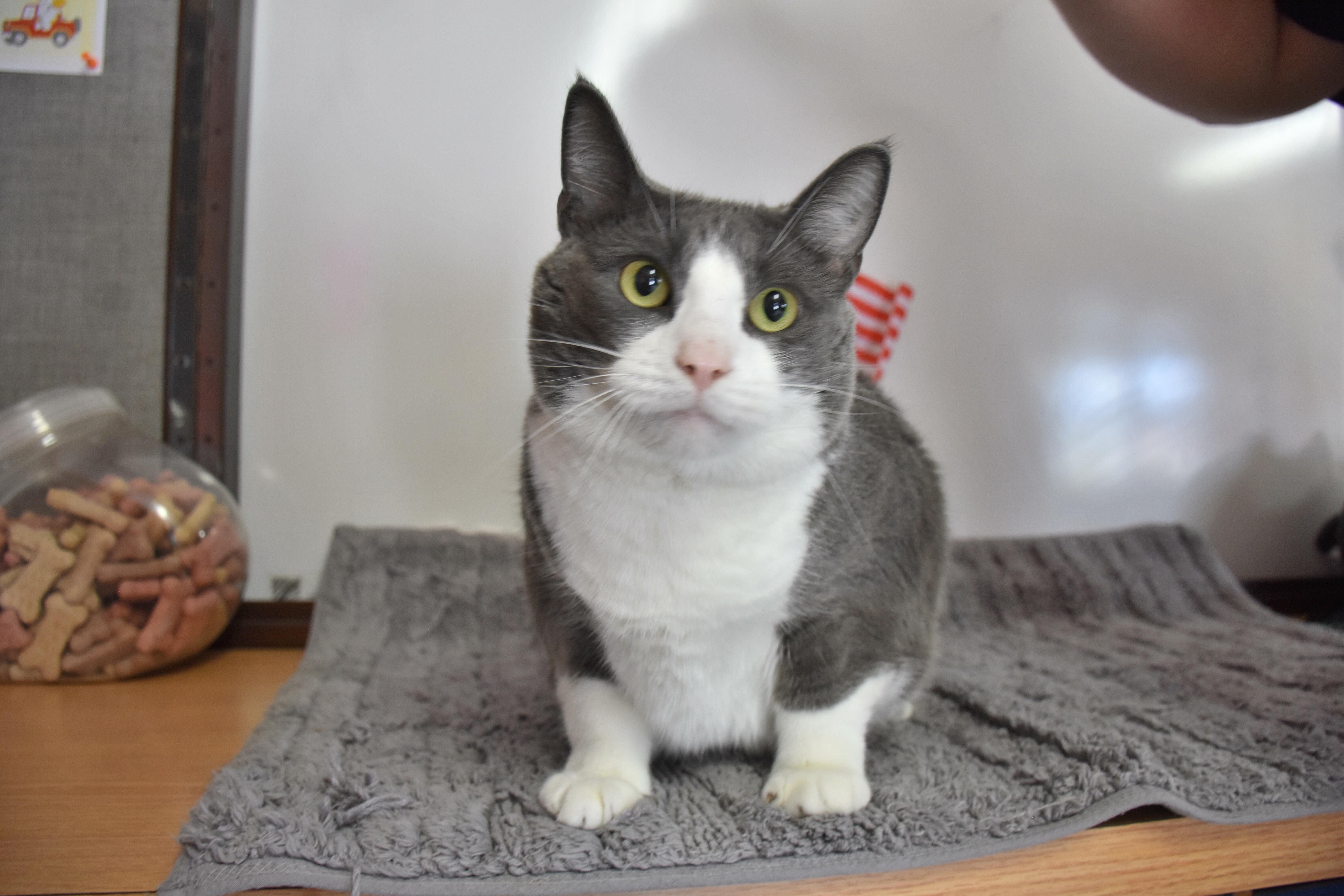 An adult large-sized female Gray & White Domestic Short Hair cat named Stormy for adoption in North Judson, IN