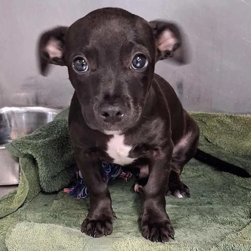 A baby medium-sized male Labrador Retriever dog named Bernie for adoption in Grand Bay, AL