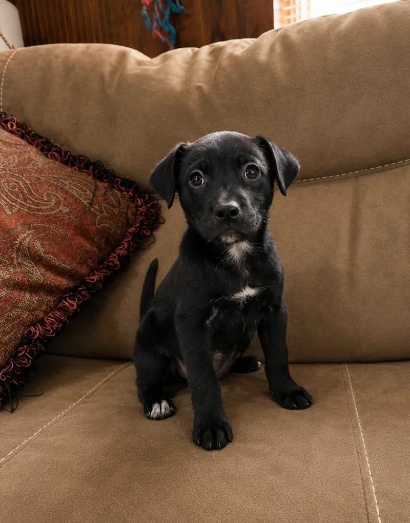 A baby large-sized female Labrador Retriever dog named Starla for adoption in Princeton, MA