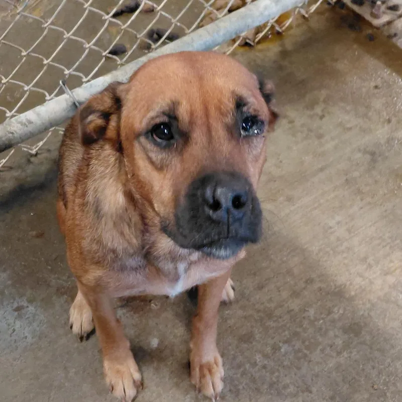 An adult medium-sized female Black Mouth Cur dog named Casey for adoption in Smithfield, NC