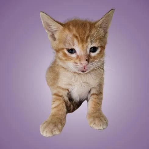 A baby small-sized male Orange / Red Domestic Short Hair cat named Edamame for adoption in Austin, TX