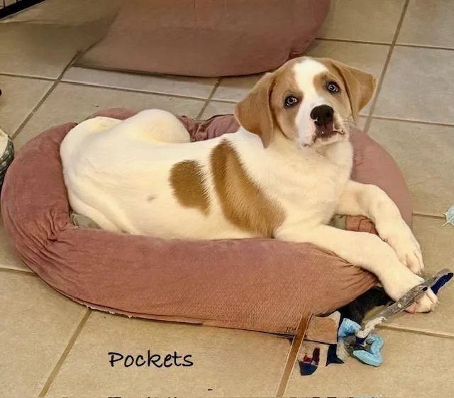 Pockets thumbnail 3