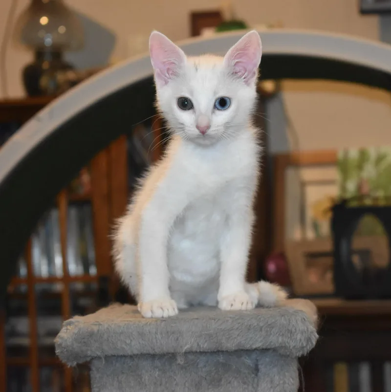 A young medium-sized female Turkish Angora cat named Tria for adoption in Davis, CA