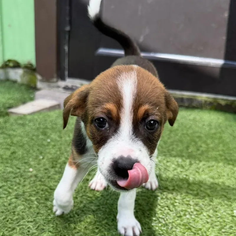 A baby small-sized female White / Cream Mixed Breed dog named Pecan for adoption in LOXAHATCHEE, FL