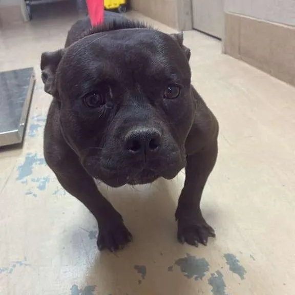 An adult medium-sized male Black Mixed Breed dog named Radu for adoption in Gadsden, AL