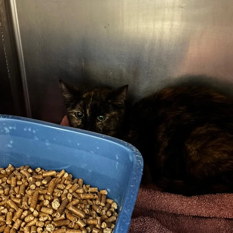 An adult small-sized female Black Domestic Short Hair cat named Charlize for adoption in Bristol, IN