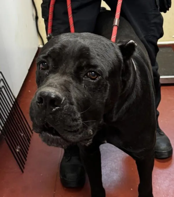 An adult extra large-sized male Cane Corso dog named Blade for adoption in Salisbury, MD