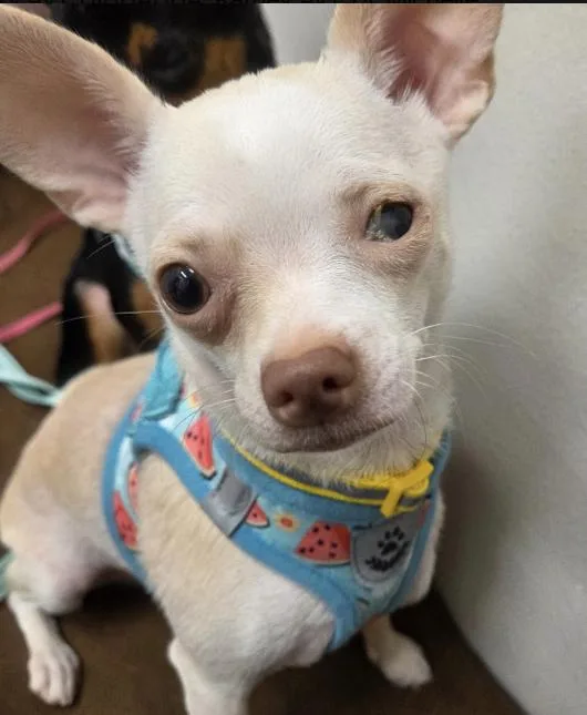 A young small-sized female Chihuahua dog named Nena for adoption in Austin, TX