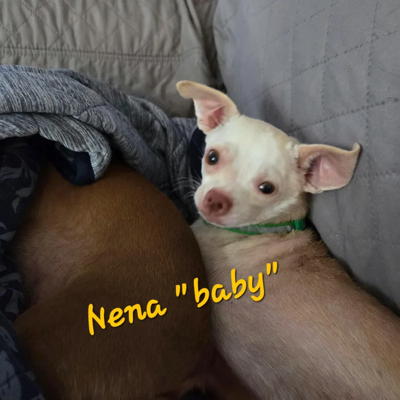 Nena thumbnail 3
