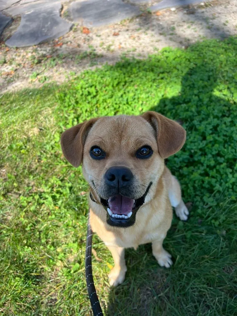 An adult small-sized male Pug dog named Jekyll for adoption in Troy, OH