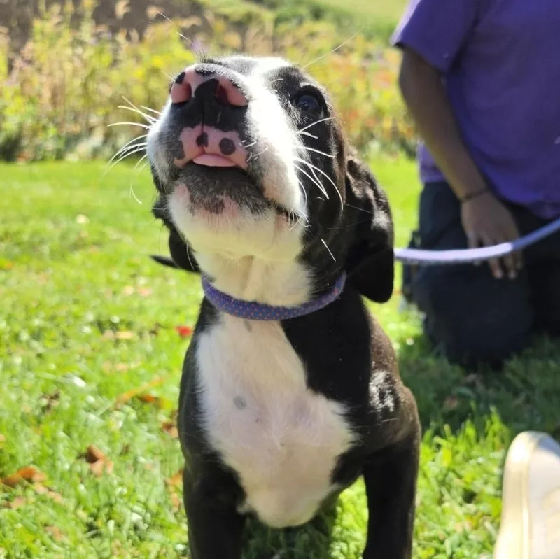 A baby medium-sized male Mixed Breed dog named Walli for adoption in Cooperstown, NY