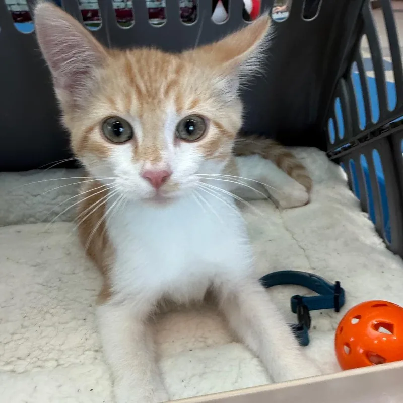 A baby small-sized male White Domestic Short Hair cat named Dreamsicle for adoption in Midland, TX