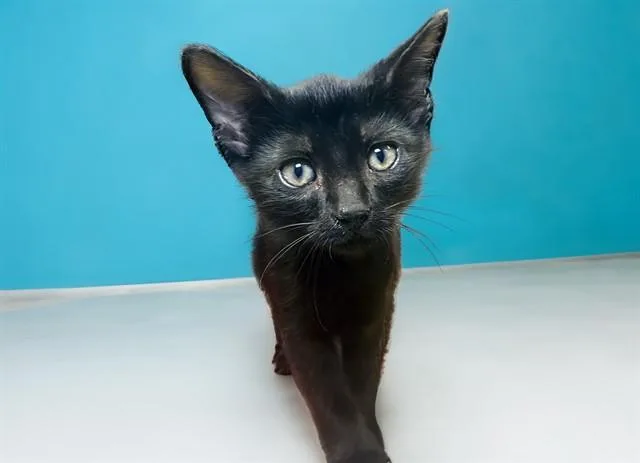 A baby medium-sized male Domestic Short Hair cat named Jude for adoption in Fort Lauderdale, FL