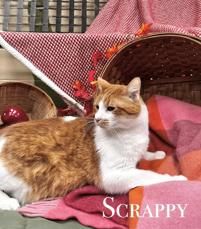 A senior medium-sized male Orange & White Domestic Short Hair cat named Scrappy for adoption in Pueblo, CO