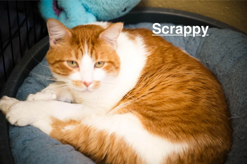 Scrappy thumbnail 2