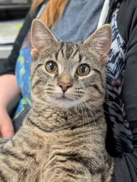 A young medium-sized male Domestic Short Hair cat named Nico for adoption in Canfield, OH