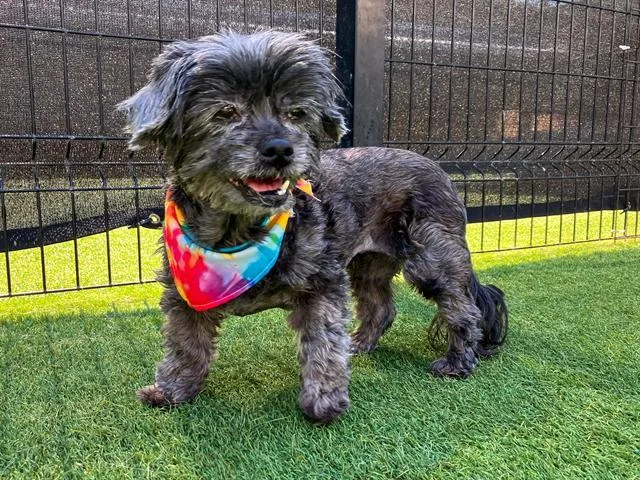 An adult small-sized female Shih Tzu dog named Yzma for adoption in Tustin, CA