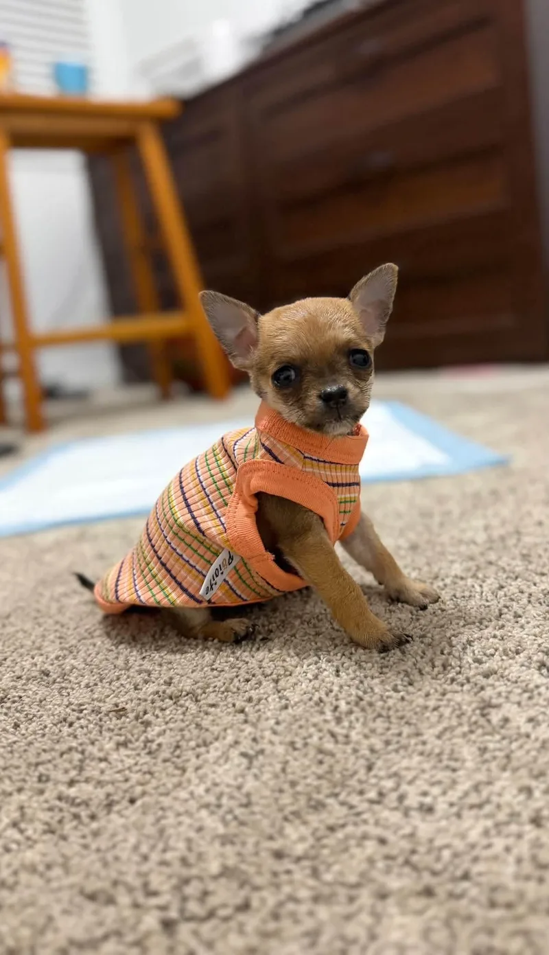 A young medium-sized male Chihuahua dog named Billy for adoption in Midway, UT