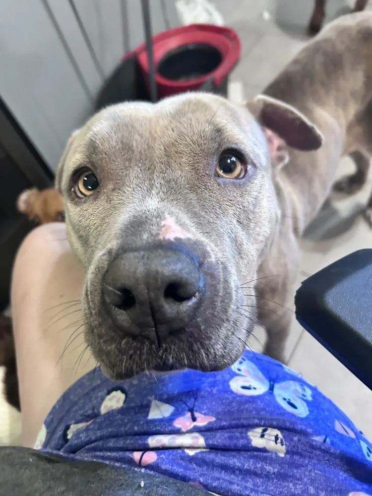 An adult medium-sized female American Staffordshire Terrier dog named Pretty Bonnet for adoption in Saugus, MA
