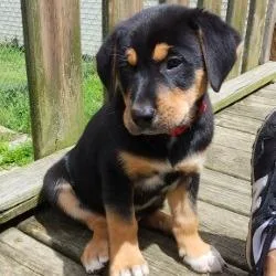 A baby large-sized male Brown / Chocolate Australian Shepherd dog named Chunk for adoption in Delaware, OH