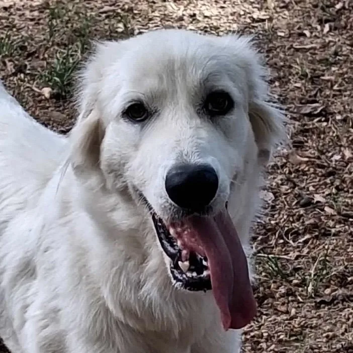 An adult large-sized female Golden Retriever dog named Iris for adoption in Olive Branch, MS