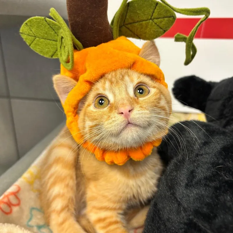 A baby small-sized male Orange / Red Domestic Short Hair cat named Bashful for adoption in Commerce City, CO