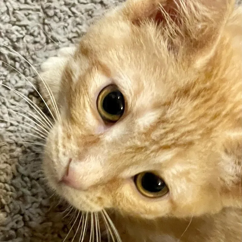 Bashful thumbnail 2