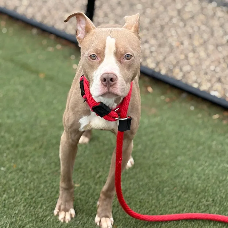 An adult medium-sized male Yellow / Tan / Blond / Fawn Mixed Breed dog named Donalley for adoption in Philadelphia, PA