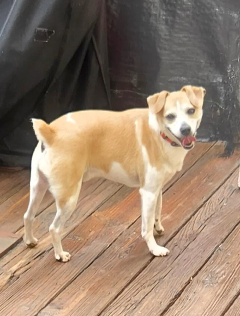 An adult small-sized male Red / Chestnut / Orange Jack Russell Terrier dog named Frasier for adoption in Troutman, NC