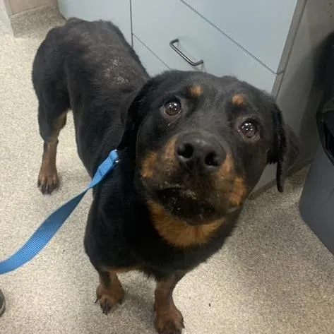 An adult medium-sized female Black Mixed Breed dog named Leia for adoption in Jacksonville, FL