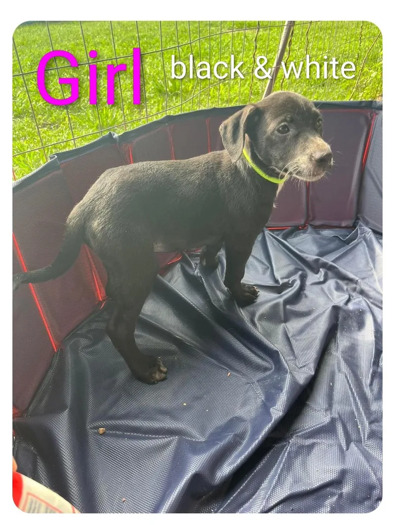A baby medium-sized female Black Labrador Retriever dog named Clovers for adoption in Hampton, VA