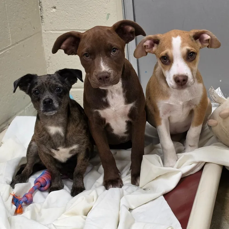 A young small-sized female Gray / Blue / Silver Chihuahua dog named Lady for adoption in Easton, PA